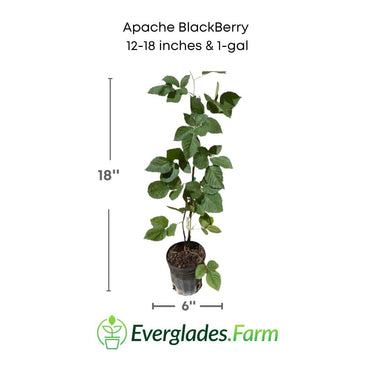 Apache Blackberry, Summer Bearing, Thornless, Plant